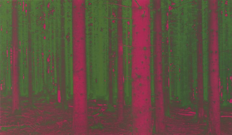 A forest reconstructed preview