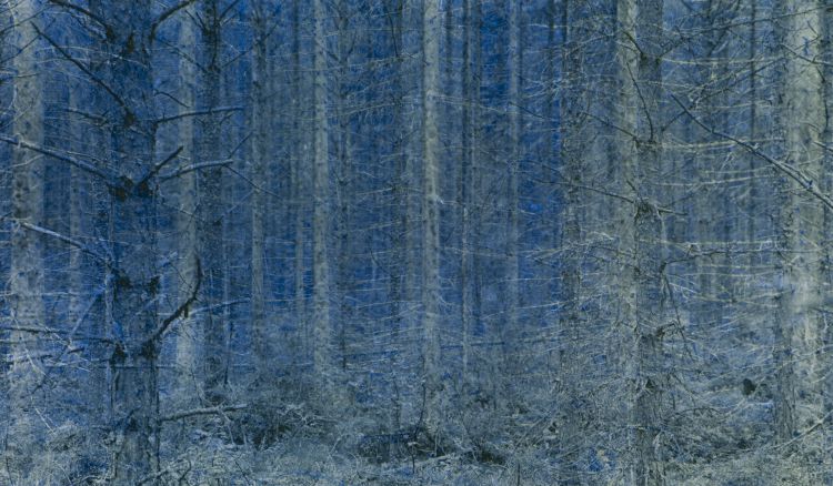 A Forest reconstructed