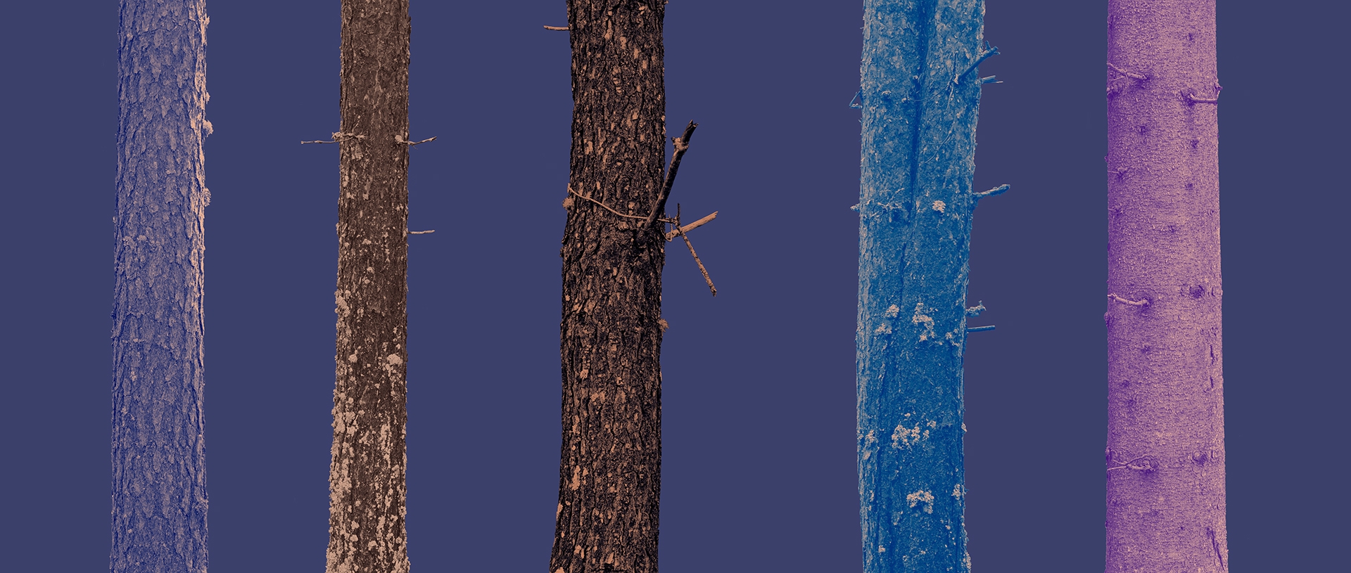 Forest 05