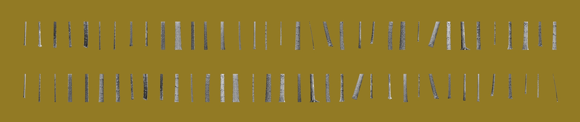 Trees