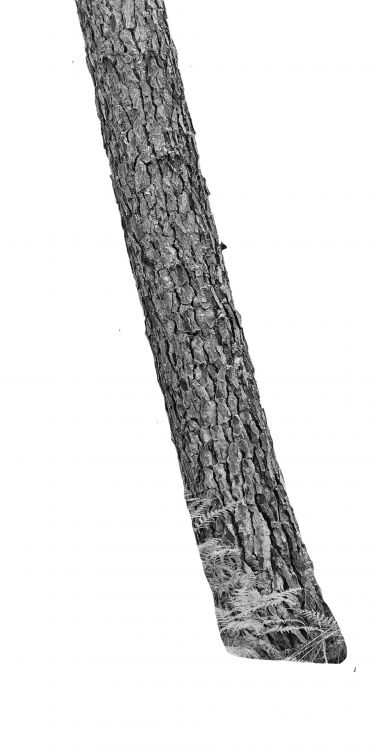 Tree 08395